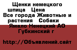 Щенки немецкого шпица › Цена ­ 20 000 - Все города Животные и растения » Собаки   . Ямало-Ненецкий АО,Губкинский г.